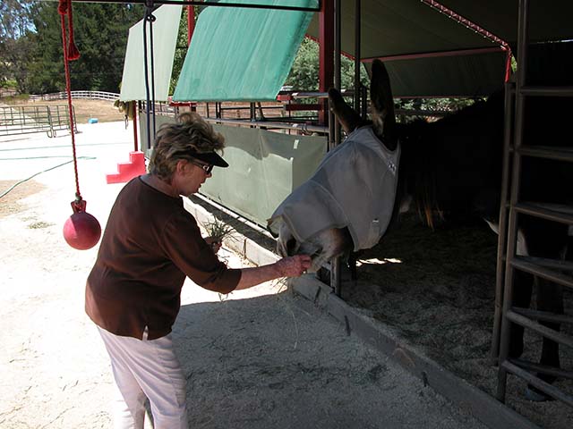 Sue Brizio feeding one of Eckford's mules.