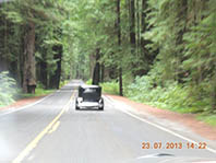 We enjoyed driving through the redwoods on the return trip to LA